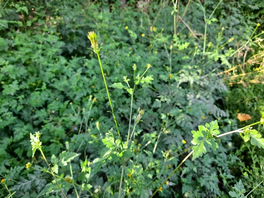 20210905%EF%BC%BF075019.jpg?type=w1