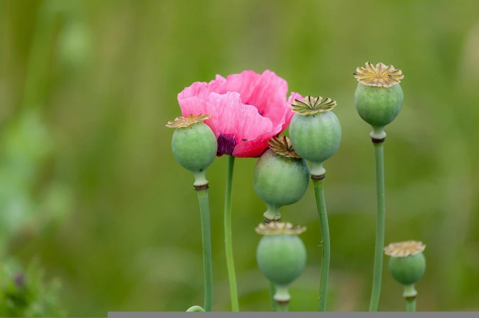 opium-poppy-g0d0ce40ee_1280.jpg?type=w1