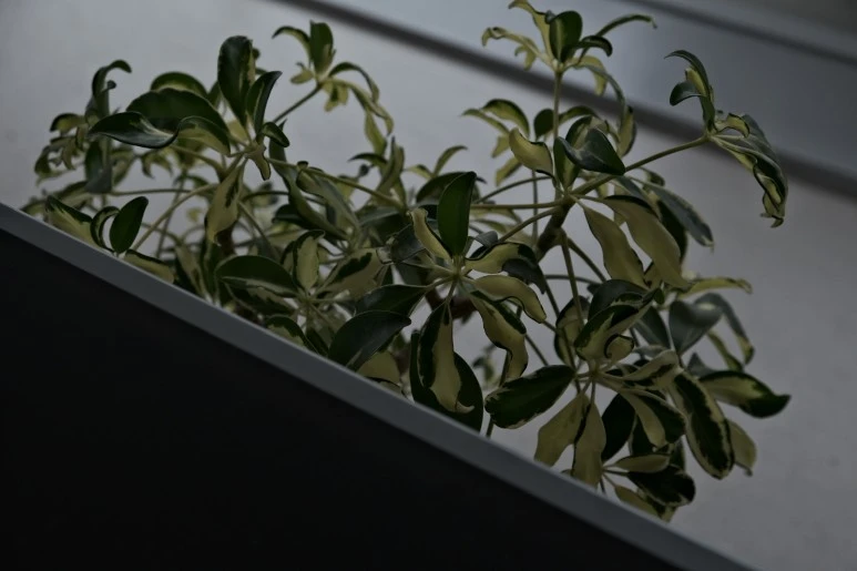 BCF6A044-AE77-4505-B9C2-AAF6B40D7D8E_1_102_o.jpeg?type=w773