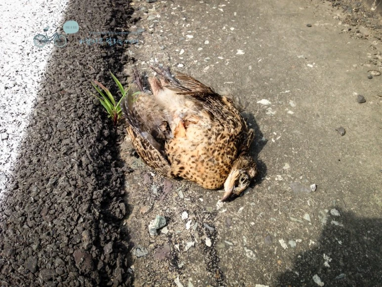 IMG_0674_Wide1080mark%EB%B0%94%EB%9E%8C%ED%83%80%EA%B3%A0.jpg?type=w773