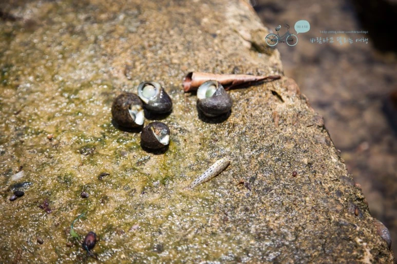 IMG_1971_Wide1080mark%EB%B0%94%EB%9E%8C%ED%83%80%EA%B3%A0.jpg?type=w773