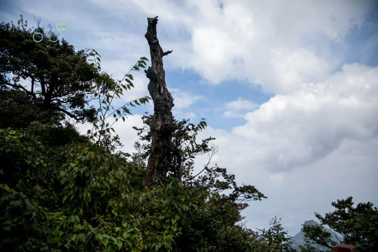 IMG_0399_Wide1080mark%EB%B0%94%EB%9E%8C.jpg?type=w773