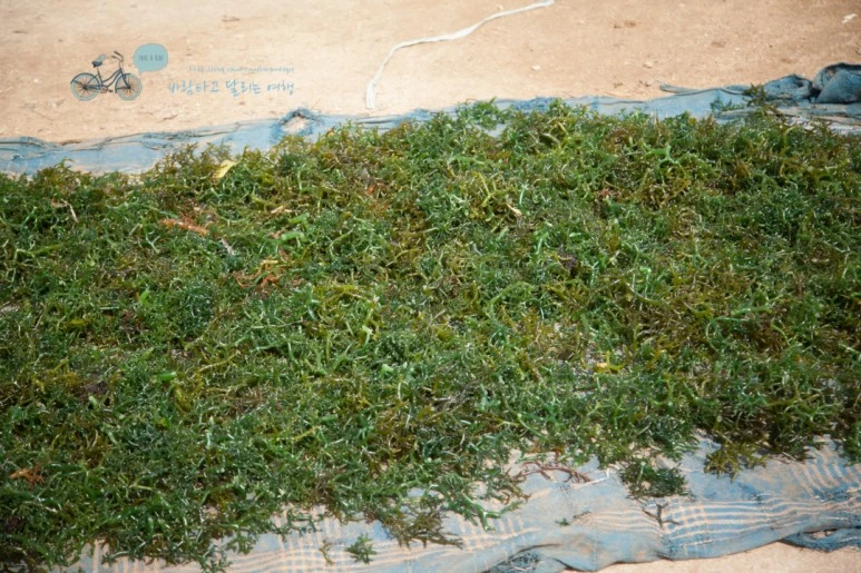 IMG_0148_Wide1080mark%EB%B0%94%EB%9E%8C%ED%83%80%EA%B3%A0-2.jpg?type=w773