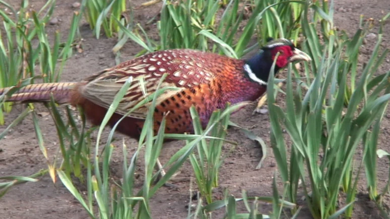 %B9%CE%BD%BA%B9%CC%BE%EE_%B2%E62.png?type=w773