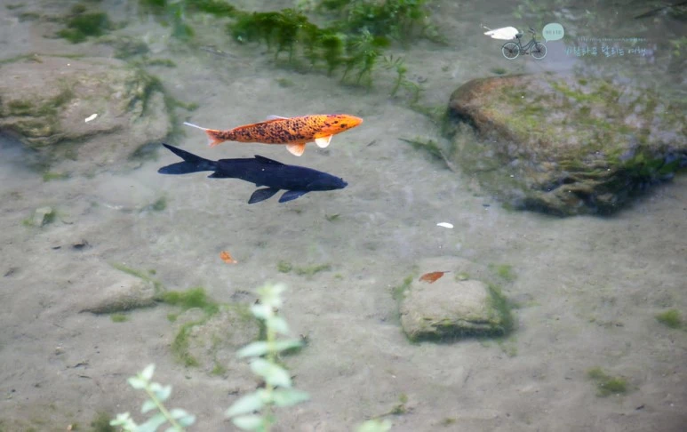 IMG_1433_Wide1080mark%EB%B0%94%EB%9E%8C.jpg?type=w773