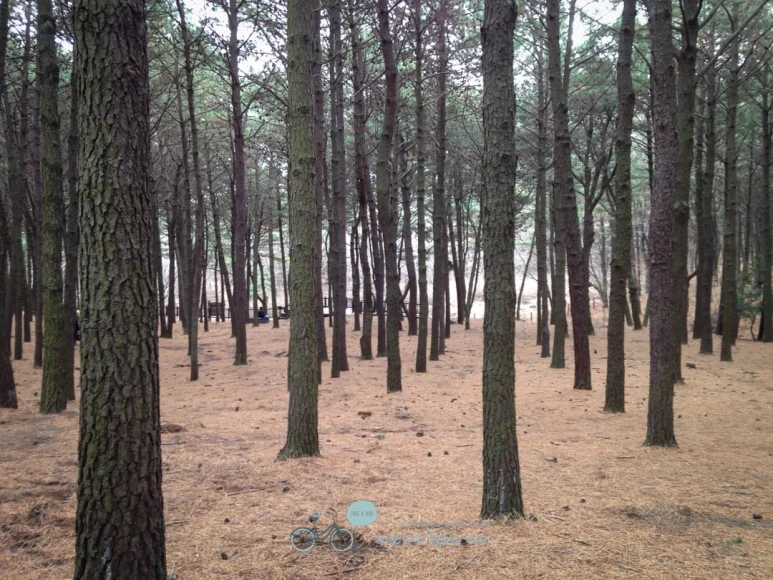 IMG_1304-_Wide1080mark%EB%B0%94%EB%9E%8C.jpg?type=w773