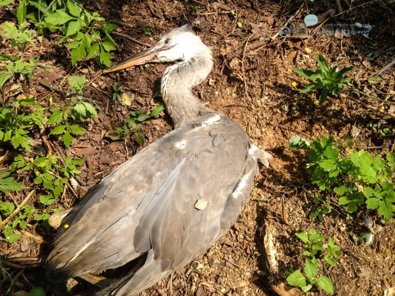 IMG_2350_Wide1080mark%EB%B0%94%EB%9E%8C.jpg?type=w773