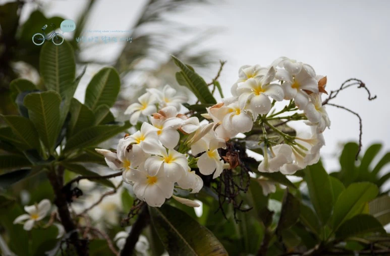 IMG_0037_Wide1080mark%EB%B0%94%EB%9E%8C%ED%83%80%EA%B3%A0-3.jpg?type=w773