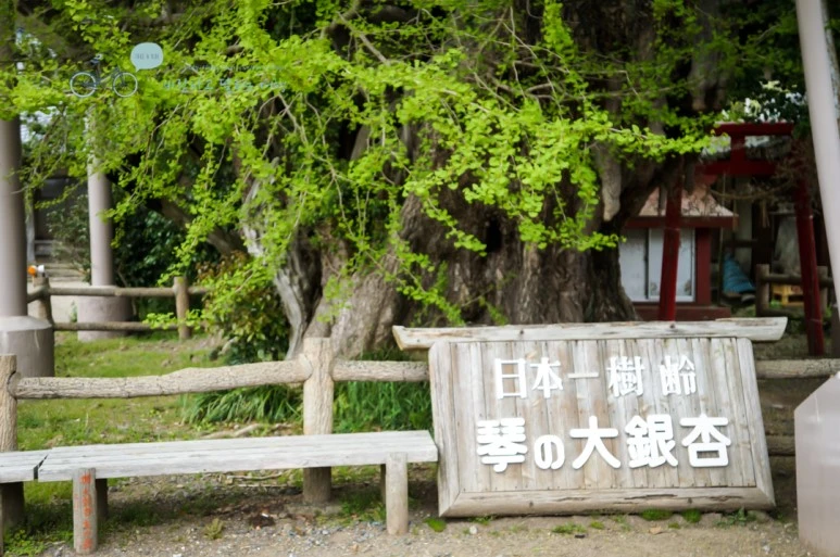 DSC08045_wide1080mark.jpg?type=w773