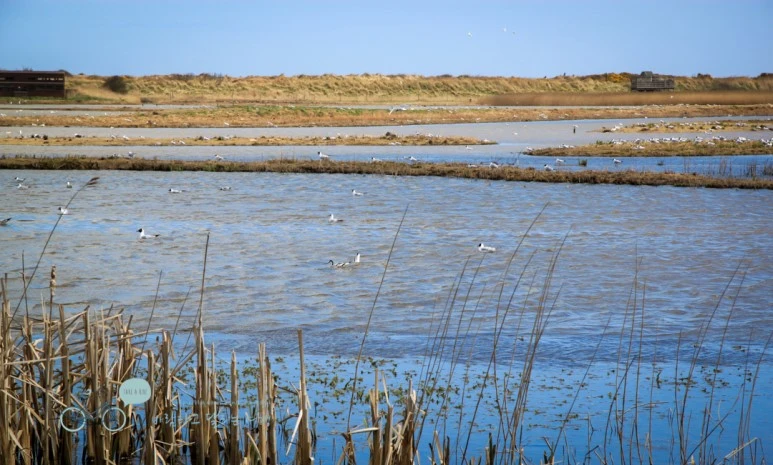 IMG_3268.jpg?type=w773