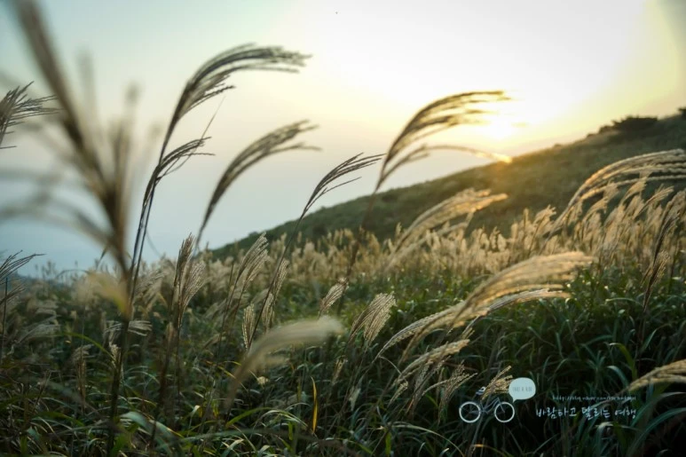 DSC04505_wide1080mark.jpg?type=w773