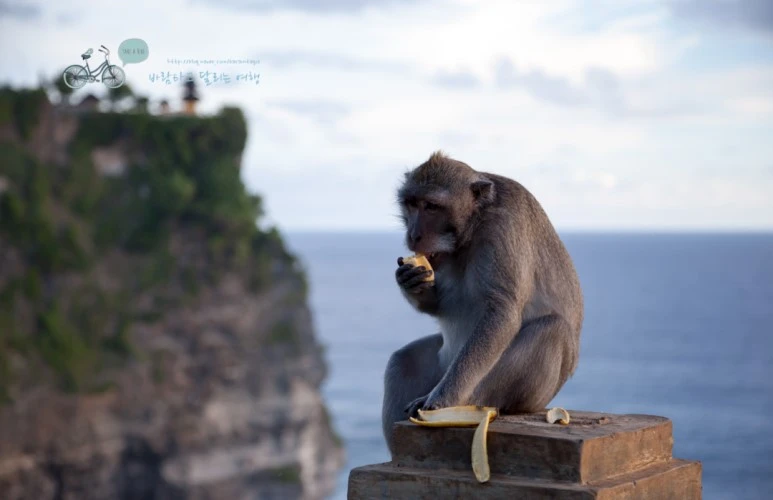 IMG_0619_Wide1080mark%EB%B0%94%EB%9E%8C%ED%83%80%EA%B3%A0.jpg?type=w773