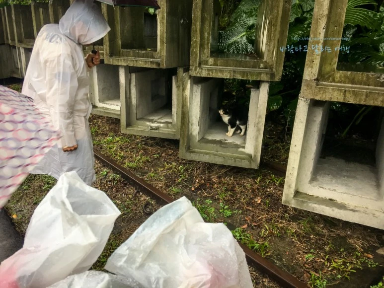 iPhone_IMG_3780_Short1200mark%EB%B0%94%EB%9E%8C.jpg?type=w773