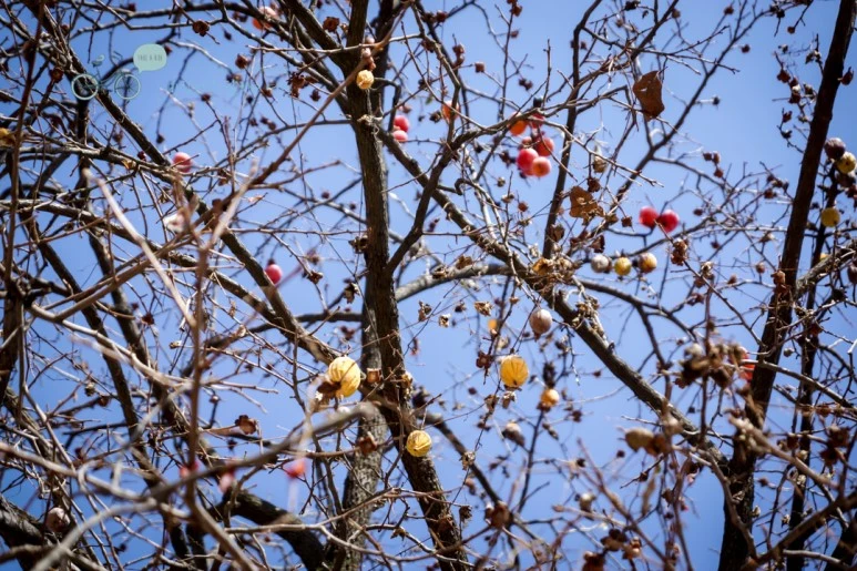 DSC04984_wide1080mark.jpg?type=w773