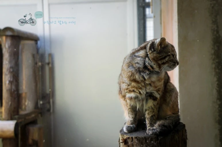 DSC08004_wide1080mark.jpg?type=w773