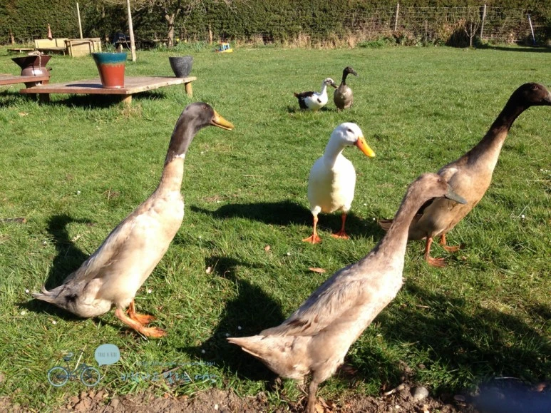 IMG_1603.jpg?type=w773