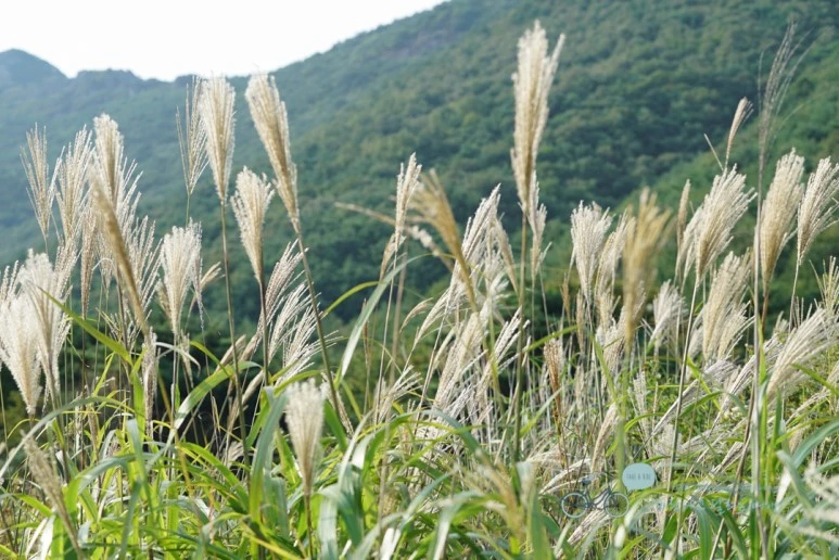 DSC00005_Wide1080mark.jpg?type=w773