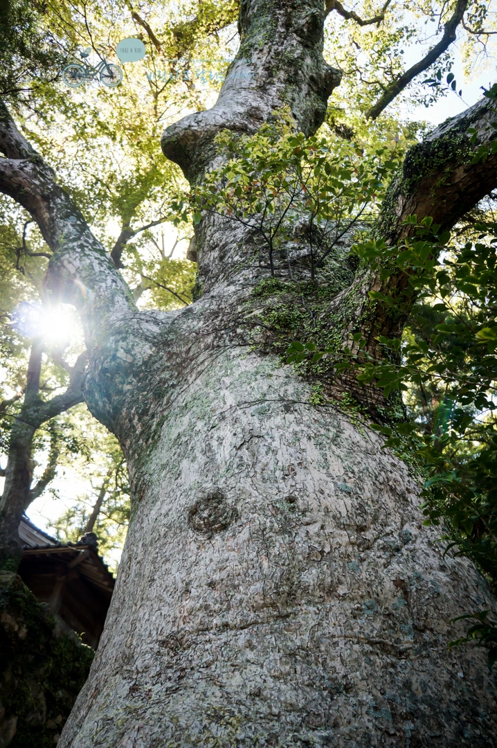 DSC07940_wide1080mark.jpg?type=w773