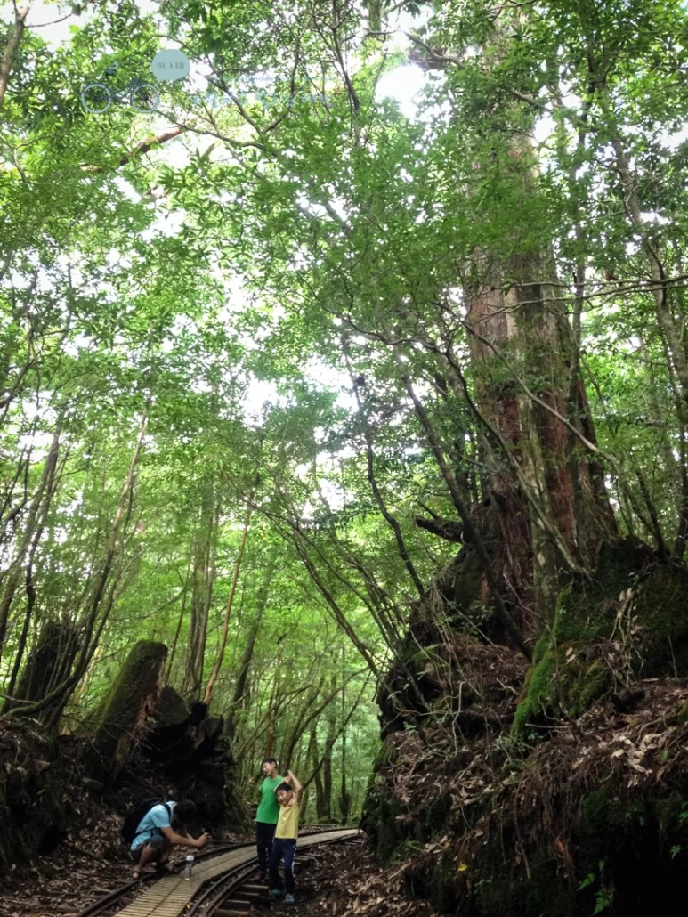 IMG_7928_wide1080mark.jpg?type=w773