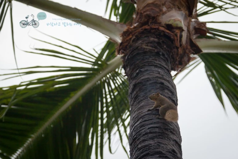 IMG_0029_Wide1080mark%EB%B0%94%EB%9E%8C%ED%83%80%EA%B3%A0-4.jpg?type=w773