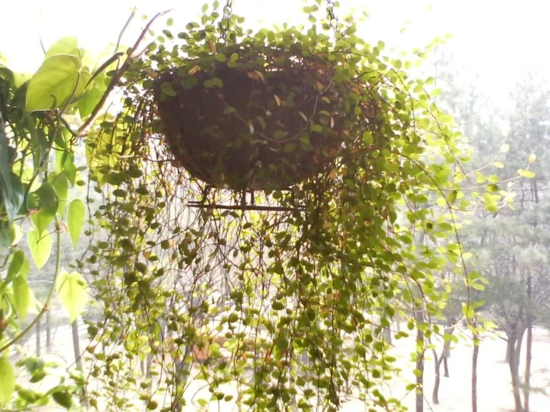 %C6%AE%B8%AE%BE%C8.jpg?type=w773