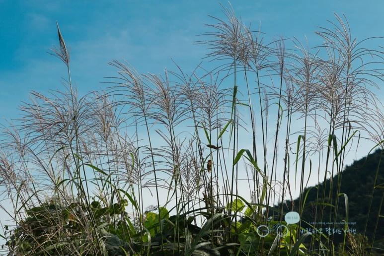 DSC00001_Wide1080mark.jpg?type=w773