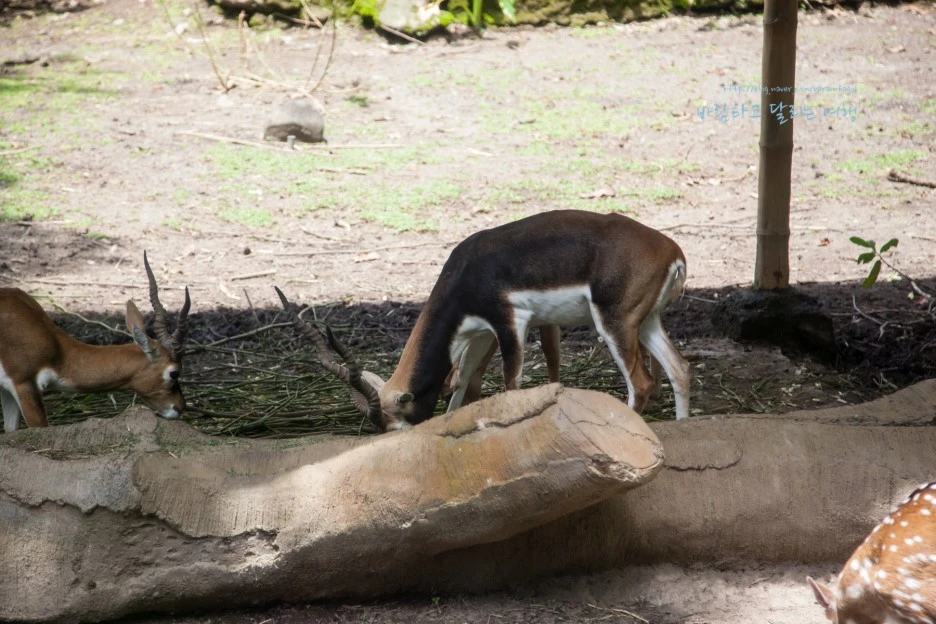 5D_IMG_2701_Short1200mark%EB%B0%94%EB%9E%8C.jpg?type=w1