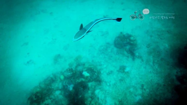 IMG_04_Wide1080mark%EB%B0%94%EB%9E%8C%ED%83%80%EA%B3%A0.jpg?type=w773