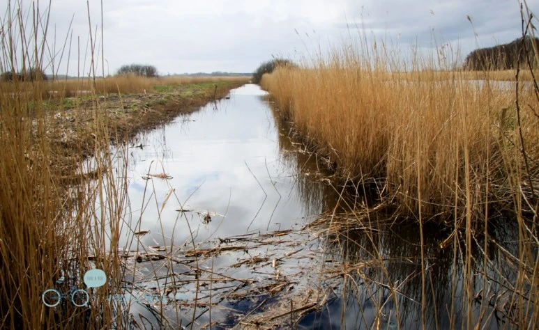 IMG_3298.jpg?type=w773