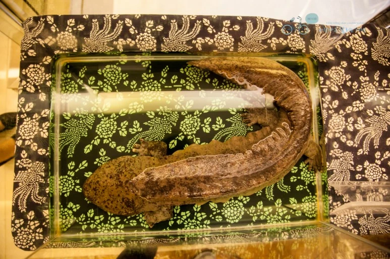 IMG_0835_Wide1080mark%EB%B0%94%EB%9E%8C.jpg?type=w773