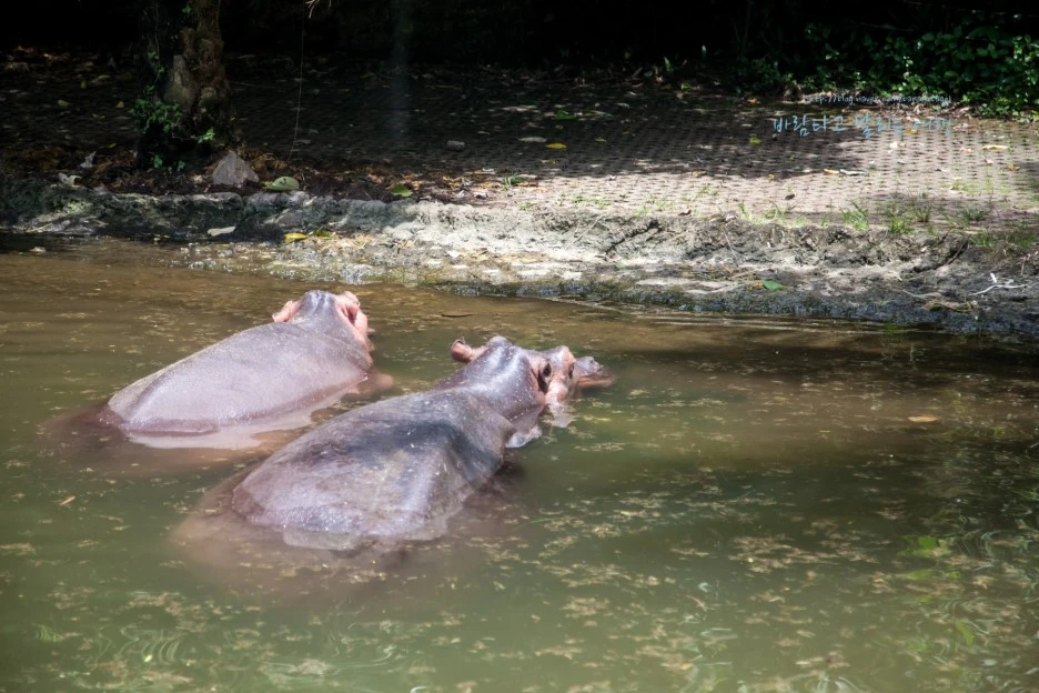 5D_IMG_2702_Short1200mark%EB%B0%94%EB%9E%8C.jpg?type=w1