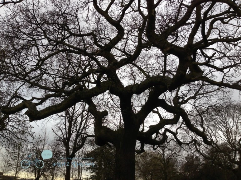 IMG_1529.jpg?type=w773