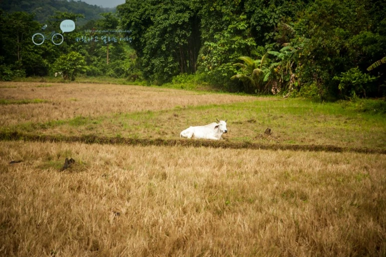 IMG_0557_Wide1080mark%EB%B0%94%EB%9E%8C%ED%83%80%EA%B3%A0.jpg?type=w773