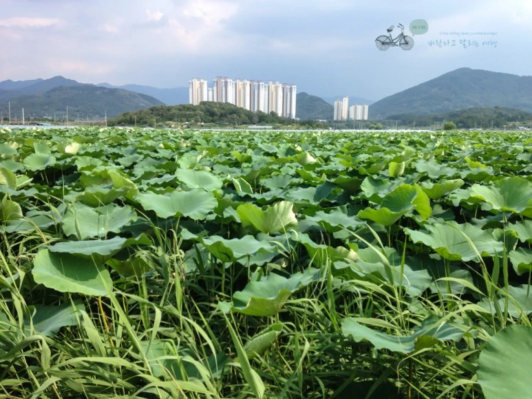 IMG_2363_Wide1080mark%EB%B0%94%EB%9E%8C.jpg?type=w773