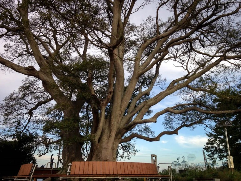 IMG_0962-_Wide1080mark%EB%B0%94%EB%9E%8C.jpg?type=w773