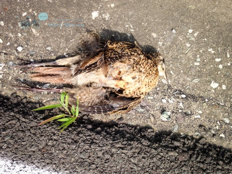 IMG_0677_Wide1080mark%EB%B0%94%EB%9E%8C%ED%83%80%EA%B3%A0.jpg?type=w773