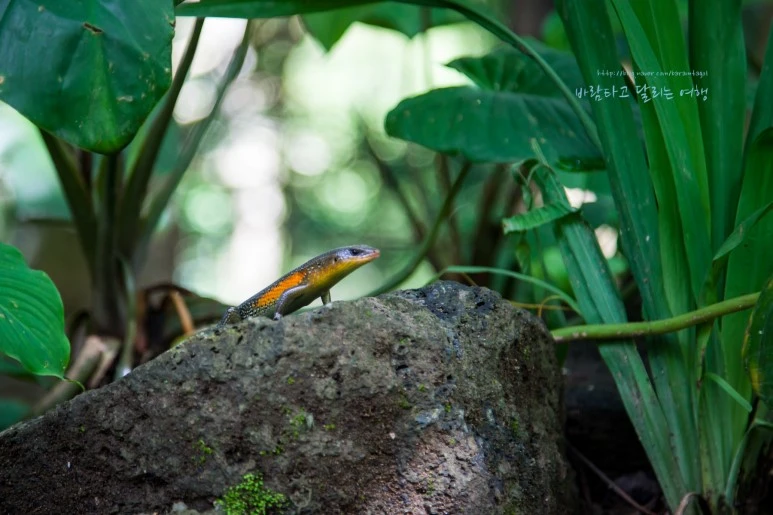 5D_IMG_1704_Short1200mark%EB%B0%94%EB%9E%8C.jpg?type=w773