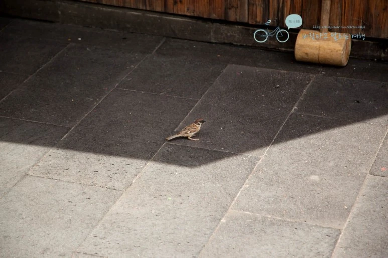 IMG_0509_wide1080%EB%B0%94%EB%9E%8Cmark.jpg?type=w773