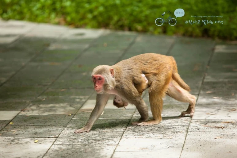 IMG_1486_wide1080%EB%B0%94%EB%9E%8Cmark.jpg?type=w773