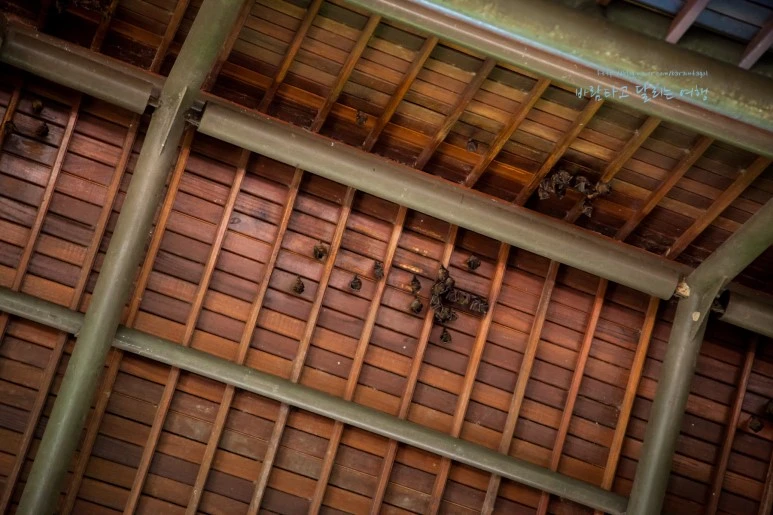 5D_IMG_1755_Short1200mark%EB%B0%94%EB%9E%8C.jpg?type=w773