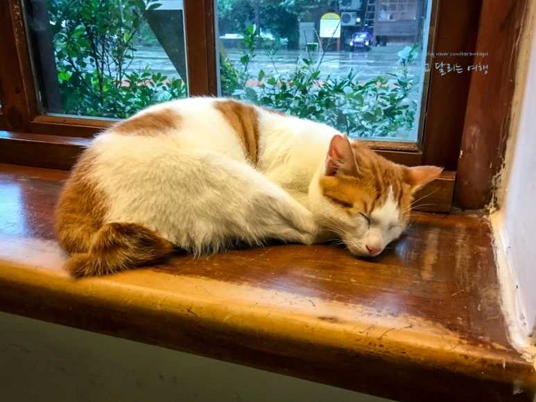 iPhone_IMG_3812_Short1200mark%EB%B0%94%EB%9E%8C.jpg?type=w773