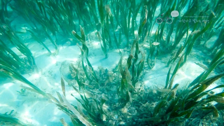 50_Wide1080mark%EB%B0%94%EB%9E%8C%ED%83%80%EA%B3%A0.jpg?type=w773