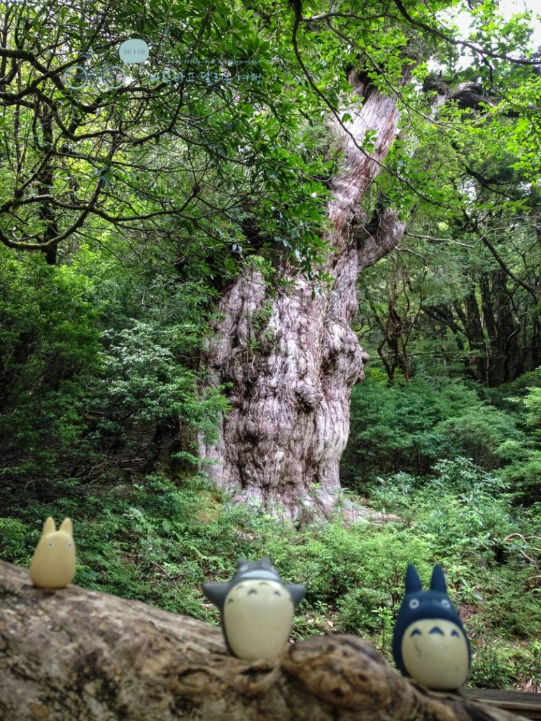 IMG_7984_wide1080mark.jpg?type=w773