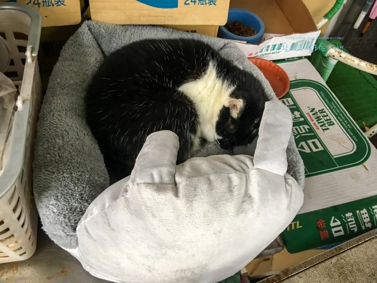 iPhone_IMG_3796_Short1200mark%EB%B0%94%EB%9E%8C.jpg?type=w773