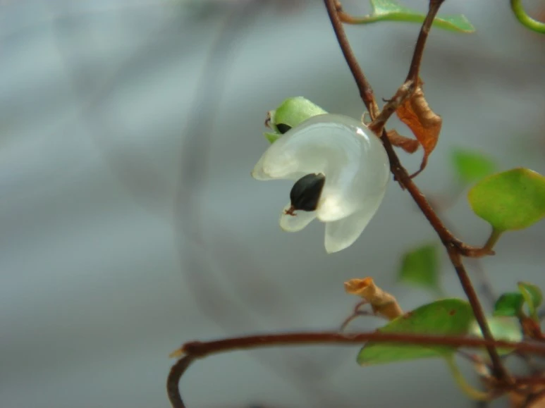 %C6%AE%B8%AE%BE%C8%B2%C9.jpg?type=w773