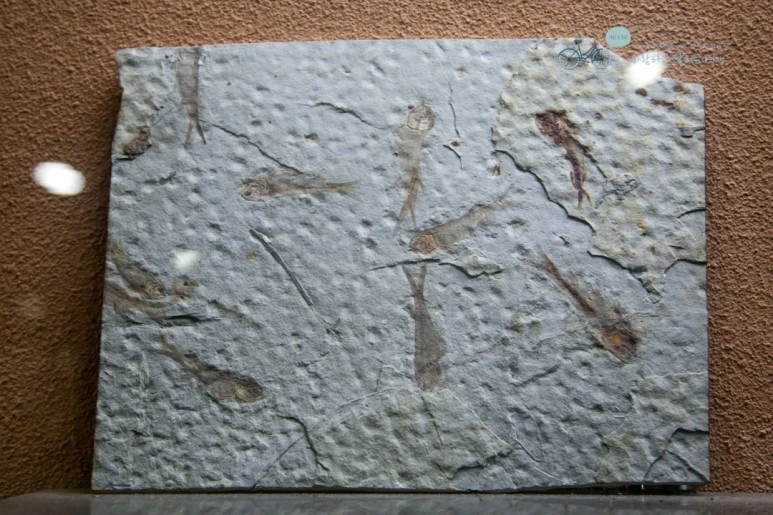 IMG_1402_Wide1080mark%EB%B0%94%EB%9E%8C.jpg?type=w773