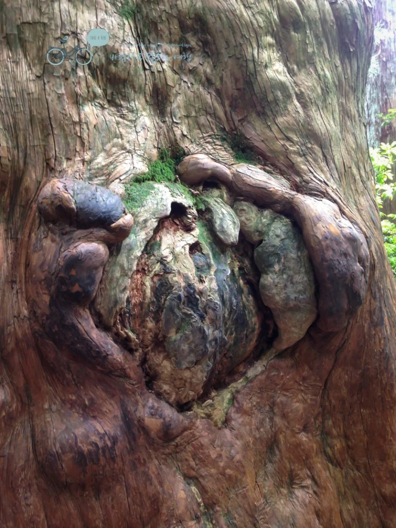 IMG_1489_wide1080.jpg?type=w773