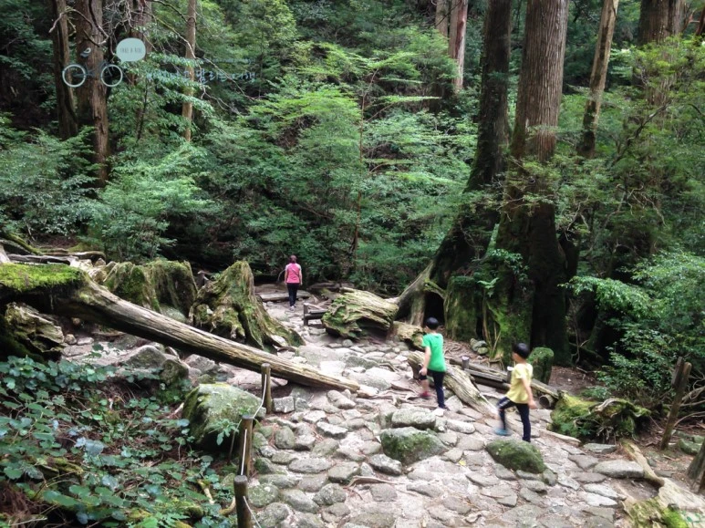 IMG_1493_wide1080.jpg?type=w773