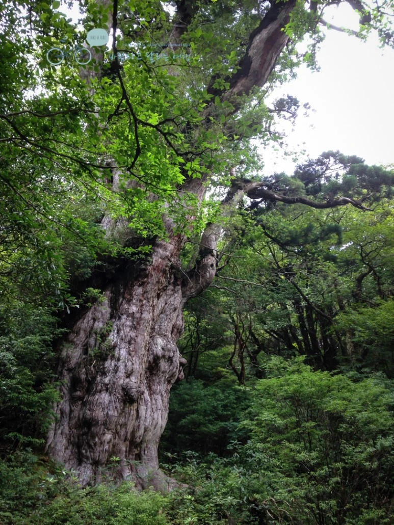 IMG_1425_wide1080.jpg?type=w773