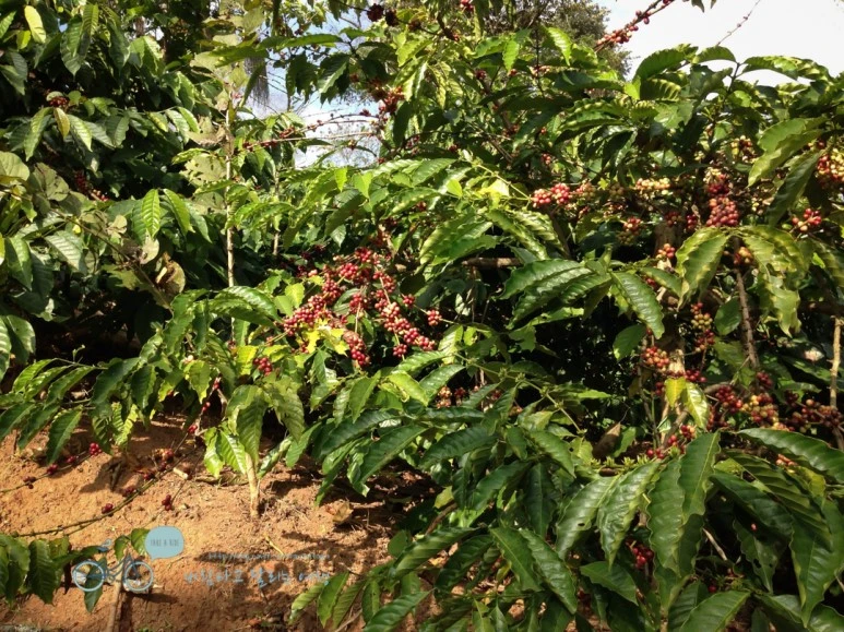 IMG_2822.jpg?type=w773